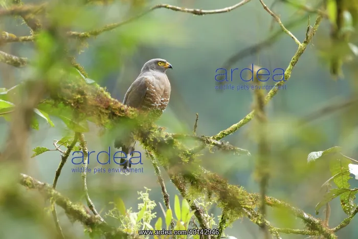 : Roadside Hawk : Roadside Hawk