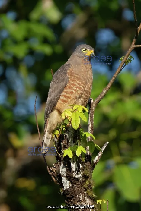 : Roadside hawk perched along forest road : Roadside hawk perched along forest road
