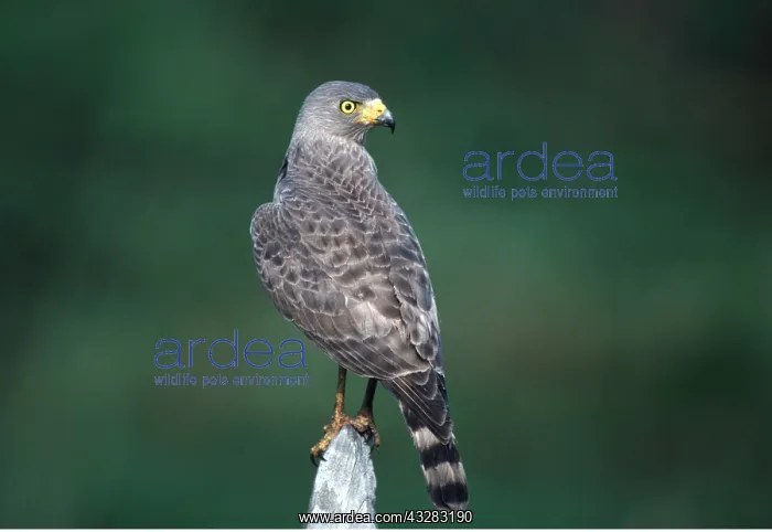 : ROADSIDE HAWK - ON POST : ROADSIDE HAWK - ON POST