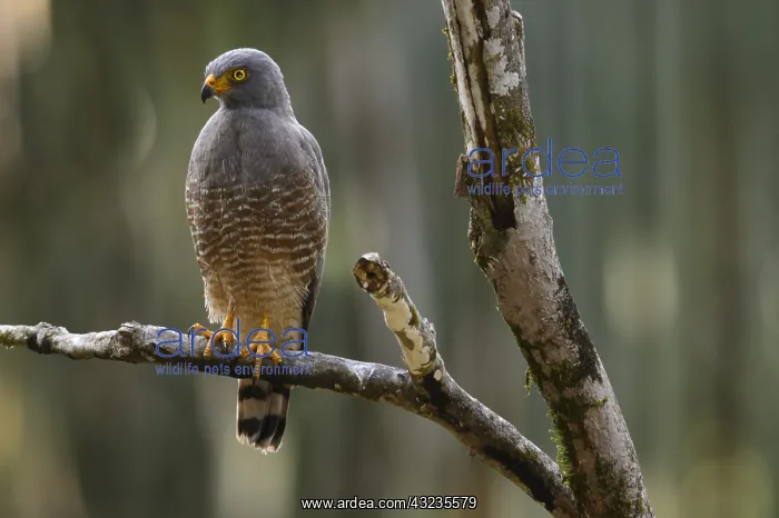 : Roadside Hawk - Roadside Hawk perched in a tree : Roadside Hawk - Roadside Hawk perched in a tree