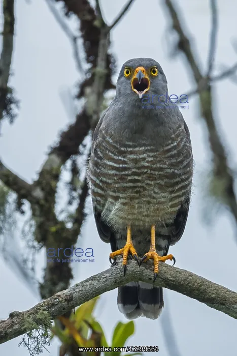 : Roadside Hawk (Rupornis magnirostris) calling, Putumayo : Roadside Hawk (Rupornis magnirostris) calling, Putumayo