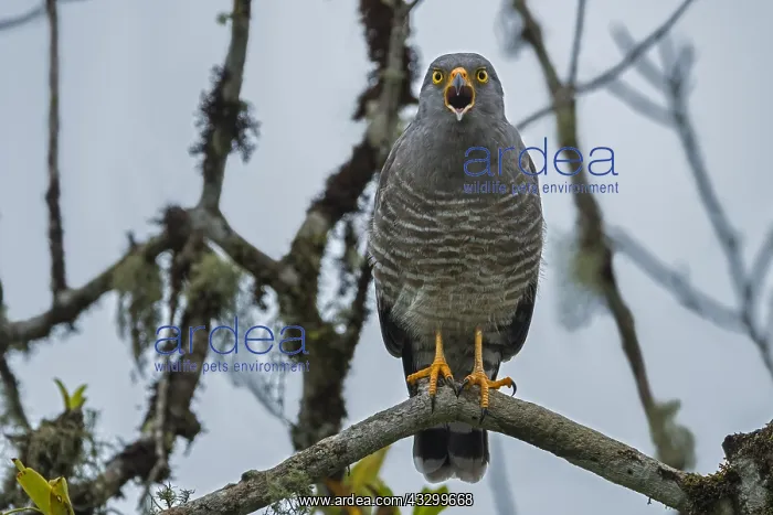 : Roadside Hawk (Rupornis magnirostris) calling, Putumayo : Roadside Hawk (Rupornis magnirostris) calling, Putumayo