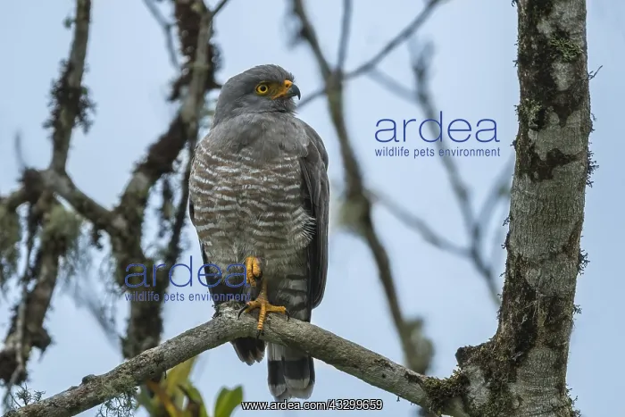 : Roadside Hawk (Rupornis magnirostris) Putumayo, Colombia : Roadside Hawk (Rupornis magnirostris) Putumayo, Colombia