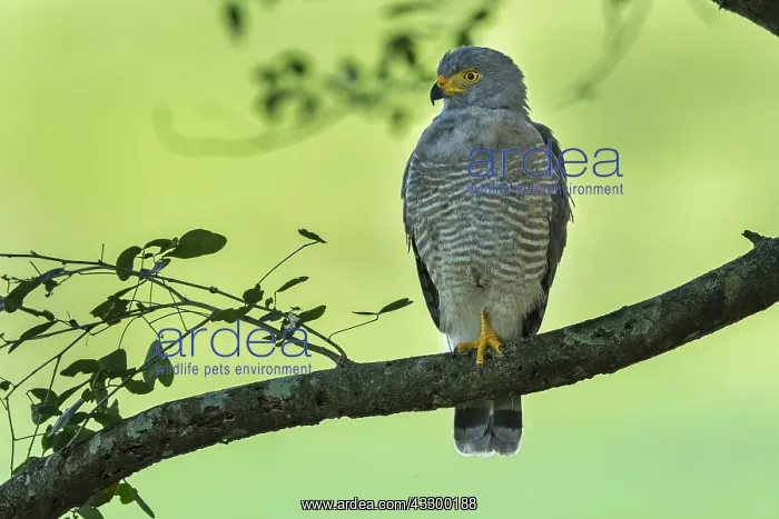 : Roadside Hawk (Rupornis magnirostris) Rio Claro : Roadside Hawk (Rupornis magnirostris) Rio Claro