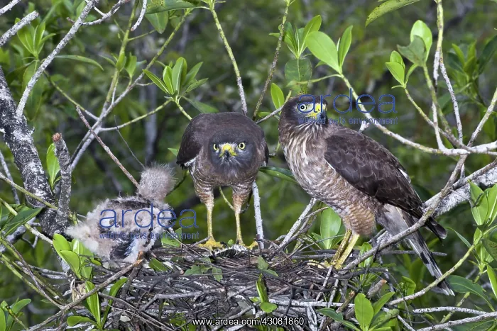  : Roadside Hawks with Chick