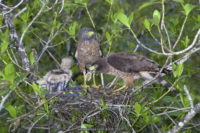 : Roadside Hawks with Chick : Roadside Hawks with Chick