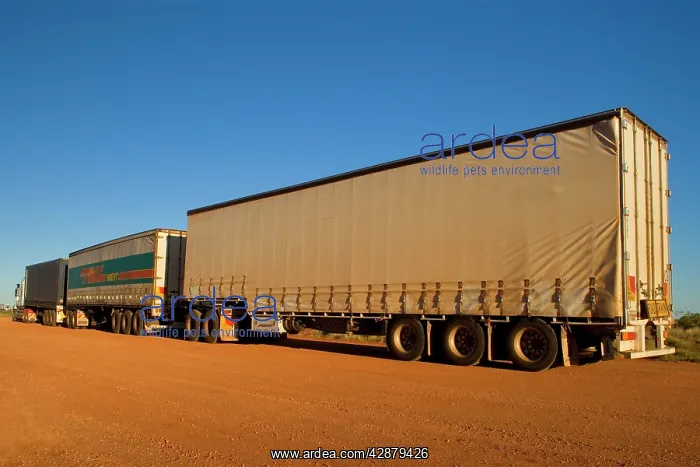 : Roadtrain - a huge roadtrain with 3 trailers is : Roadtrain - a huge roadtrain with 3 trailers is