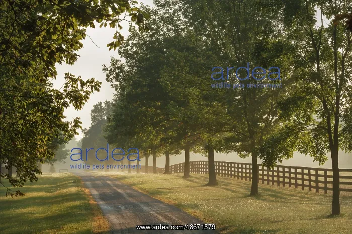 : Roadway and fences on horse farm at sunrise on foggy : Roadway and fences on horse farm at sunrise on foggy