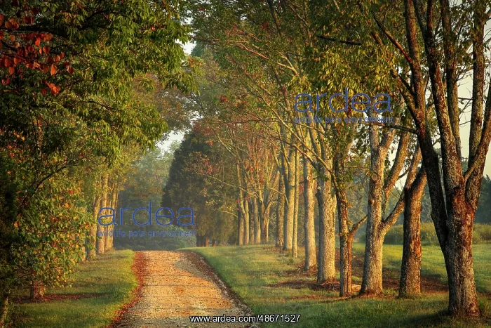 : Roadway and fences on horse farm at sunrise, Oldham County : Roadway and fences on horse farm at sunrise, Oldham County