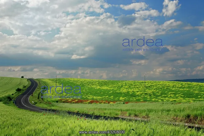 : Roadway winding through agricultural fields : Roadway winding through agricultural fields