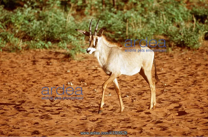 : ROAN ANTELOPE : ROAN ANTELOPE