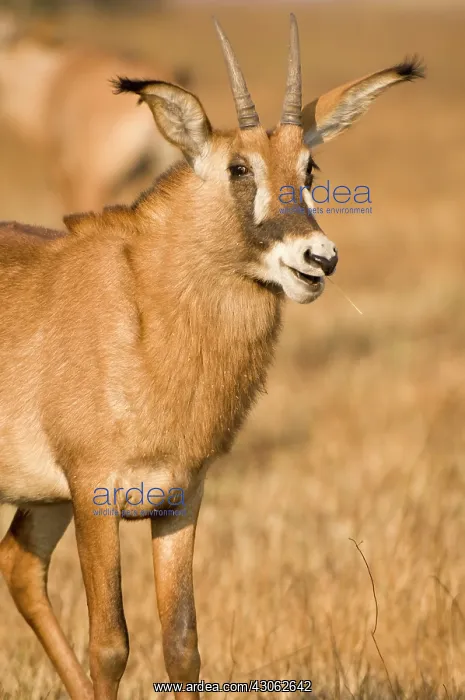 : Roan Antelope, Busanga Plains, Kafue National : Roan Antelope, Busanga Plains, Kafue National