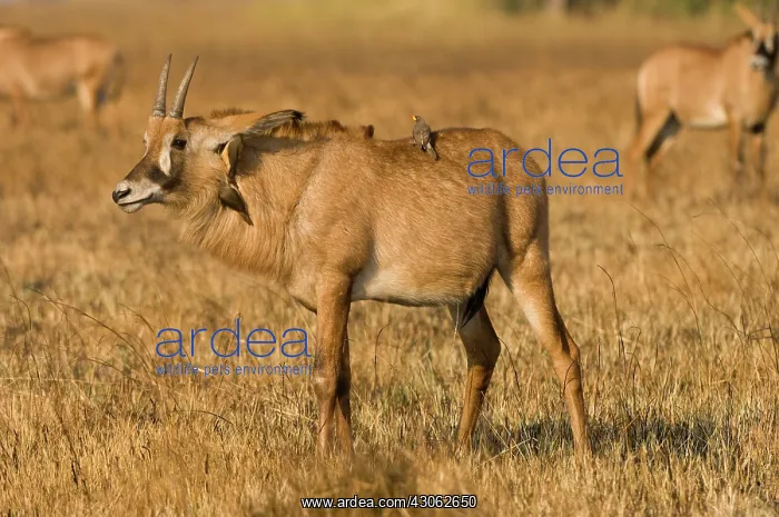 : Roan Antelope, Busanga Plains, Kafue National : Roan Antelope, Busanga Plains, Kafue National
