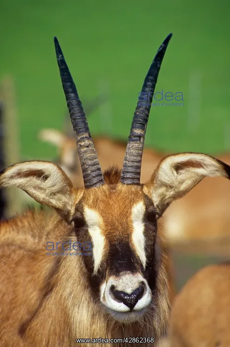 : ROAN ANTELOPE - close-up of head : ROAN ANTELOPE - close-up of head