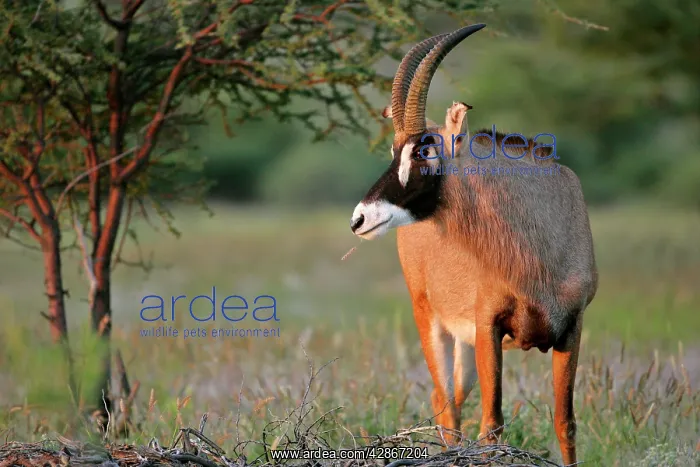 : Roan Antelope - grazing in savannah in last evening light : Roan Antelope - grazing in savannah in last evening light