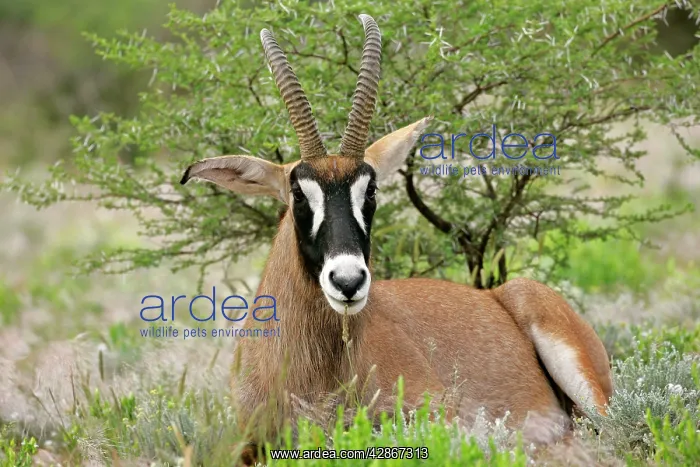 : Roan Antelope - resting in savannah ruminating : Roan Antelope - resting in savannah ruminating