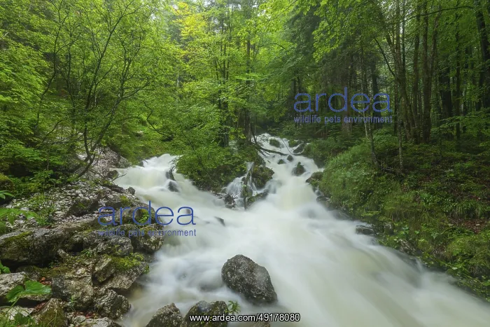  : Roaring WeiBbach after heavy rain near Inzell in the Alps Roaring Wei