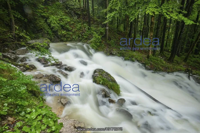 : Roaring Weissbach with the waterhole : Roaring Weissbach with the waterhole