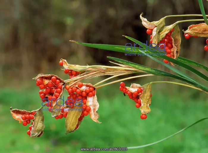 : Roast Beef Iris (Gladdon) - berries in autumn : Roast Beef Iris (Gladdon) - berries in autumn