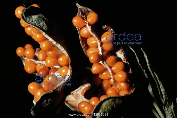 : Roast Beef Iris (Gladdon) - capsules & berries : Roast Beef Iris (Gladdon) - capsules & berries
