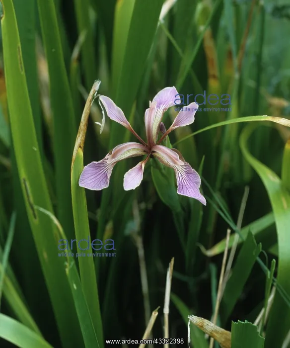 : Roast beef plant (Iris foetidissima) : Roast beef plant (Iris foetidissima)