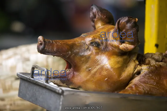 : Roasted Pig's head on a market stall Otavalo : Roasted Pig's head on a market stall Otavalo