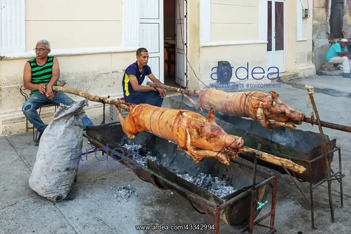  : Roasting pigs in a pedestrian area of the town centre