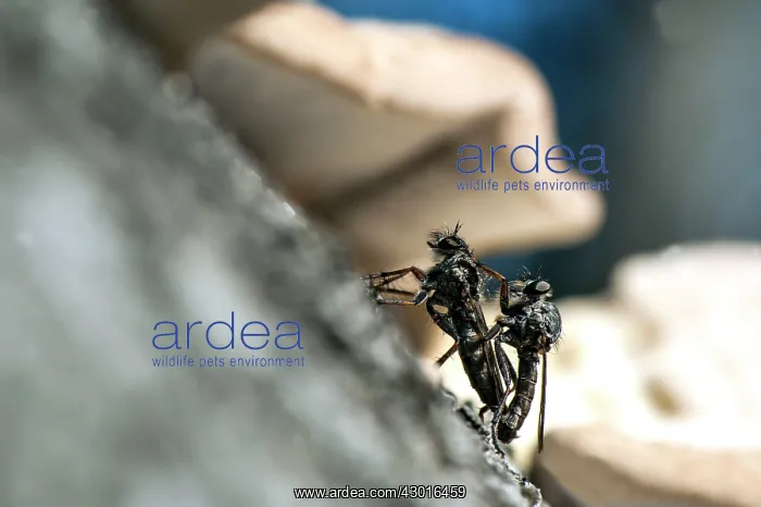  : Robber  /  Assassin Fly adults mating