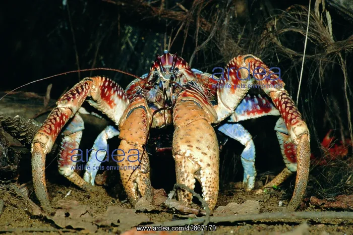: Robber / Coconut Crab : Robber / Coconut Crab