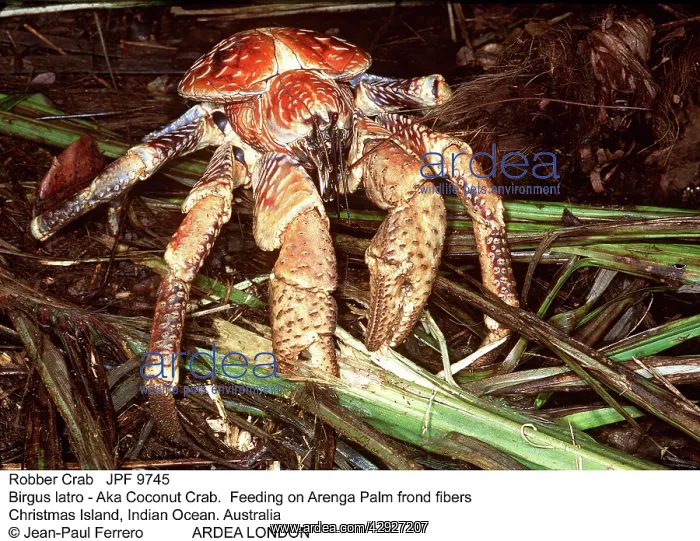 : Robber / Coconut Crab : Robber / Coconut Crab