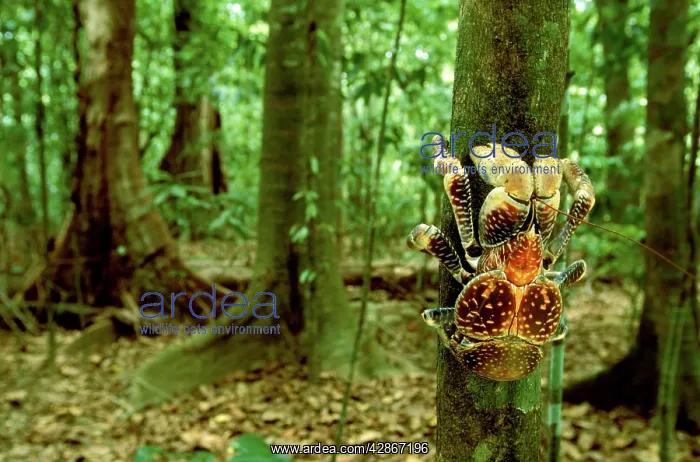 : Robber / Coconut Crab - Climbing tree : Robber / Coconut Crab - Climbing tree
