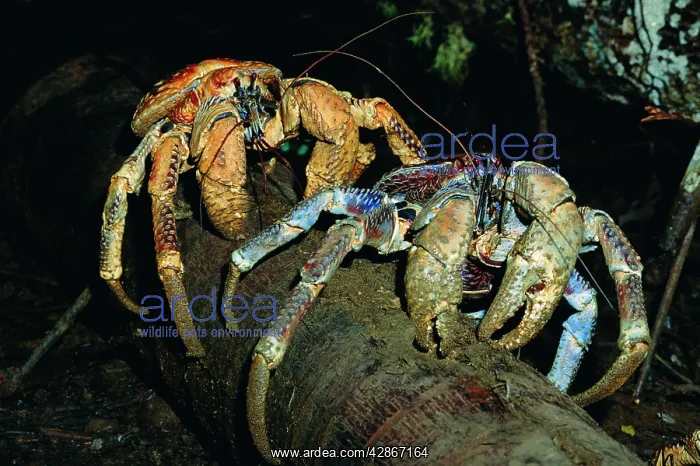 : Robber / Coconut Crab - Feeding on Arenga palm pith fibres : Robber / Coconut Crab - Feeding on Arenga palm pith fibres