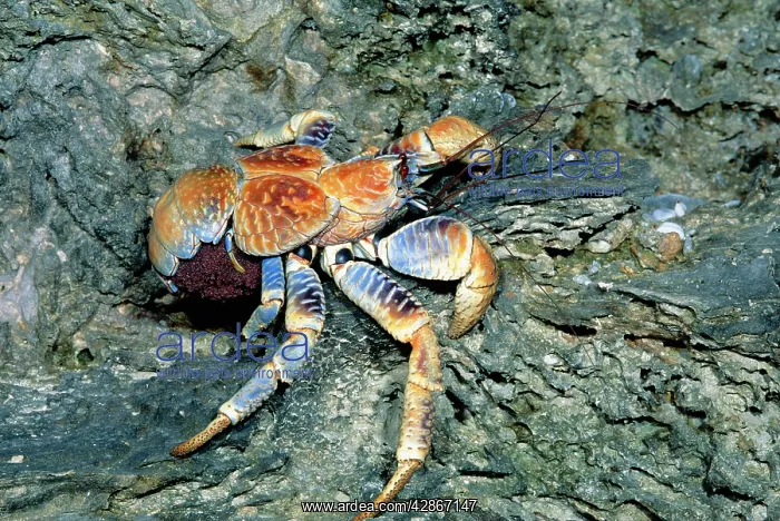 : Robber / Coconut Crab - Female carrying eggs to the sea : Robber / Coconut Crab - Female carrying eggs to the sea
