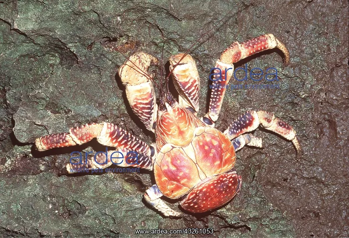 : ROBBER CRAB / Coconut Crab : ROBBER CRAB / Coconut Crab