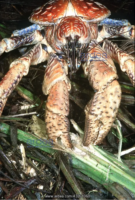: ROBBER CRAB / Coconut Crab - feeding : ROBBER CRAB / Coconut Crab - feeding