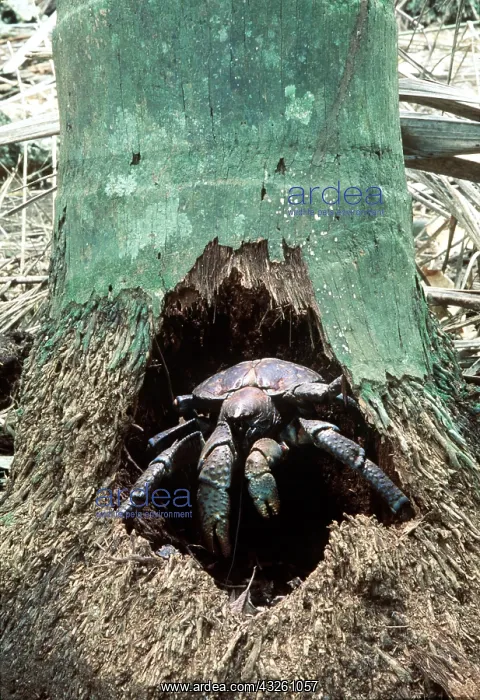 : ROBBER CRAB / Coconut Crab - in hollow : ROBBER CRAB / Coconut Crab - in hollow
