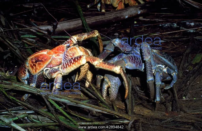  : Robber Crab  /  Coconut Crab - males fighting over food