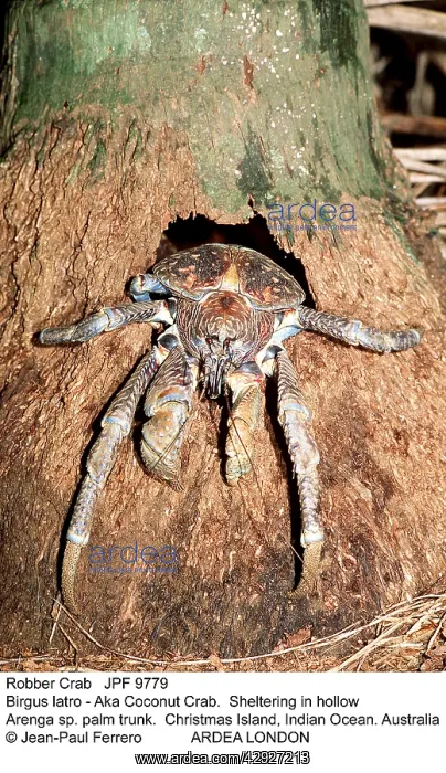 : ROBBER CRAB / Coconut Crab - Sheltering in hollow : ROBBER CRAB / Coconut Crab - Sheltering in hollow