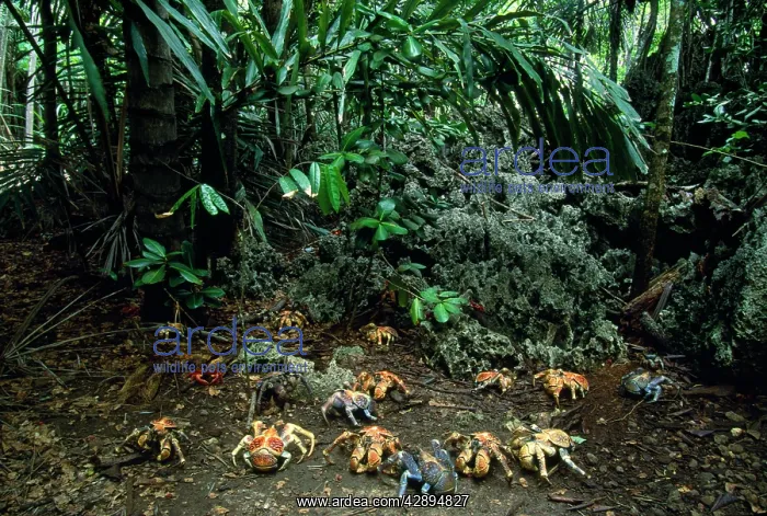 : ROBBER CRABS / Coconut Crabs : ROBBER CRABS / Coconut Crabs