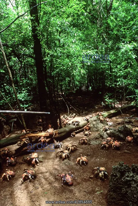 : ROBBER CRABS / Coconut Crabs : ROBBER CRABS / Coconut Crabs