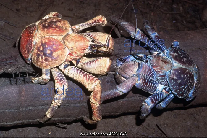 : ROBBER CRABS / Coconut Crabs - feeding : ROBBER CRABS / Coconut Crabs - feeding