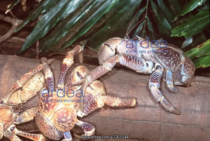 : ROBBER CRABS / Coconut Crabs - feeding on Arenga : ROBBER CRABS / Coconut Crabs - feeding on Arenga