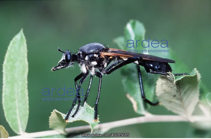 : ROBBER FLIES : ROBBER FLIES