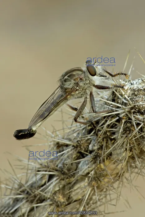 : Robber Fly : Robber Fly