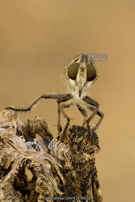: Robber fly : Robber fly