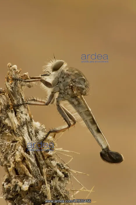 : Robber fly : Robber fly