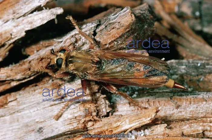 : ROBBER FLY
