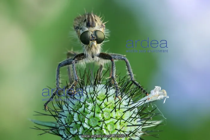 : Robber Fly : Robber Fly