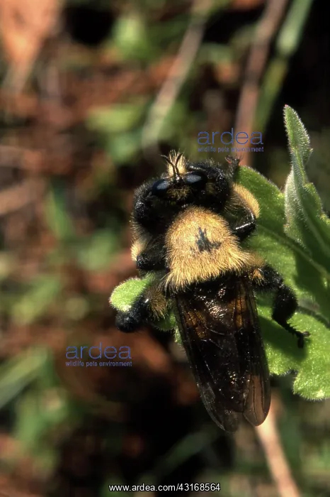 : Robber Fly : Robber Fly