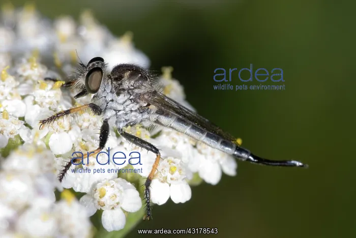 : Robber Fly : Robber Fly